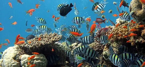 Transplantation project for corals to give a new lease of life to Goa's aquatic cover