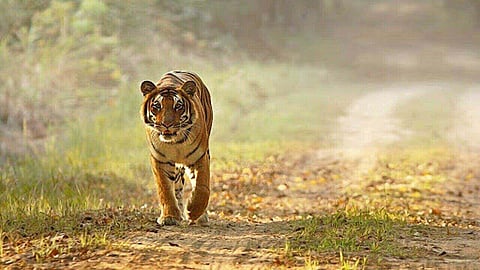 Enabling easier trips for wildlife lovers, UP to start tour packages from Lucknow to Dudhwa