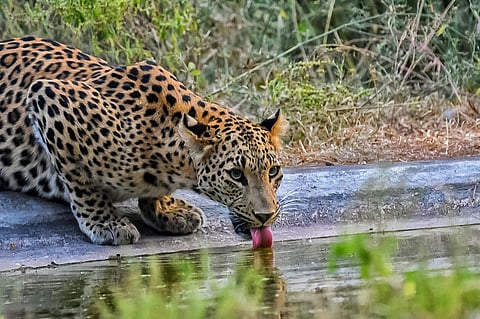 Jaipur's Jhalana Leopard Safari is the purr-fect getaway plan for you this weekend!