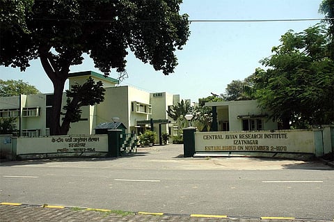 Developed by CARI in Old Goa, new hybrid 'Goya' pigs can grow up to 100 kgs in 10 months!