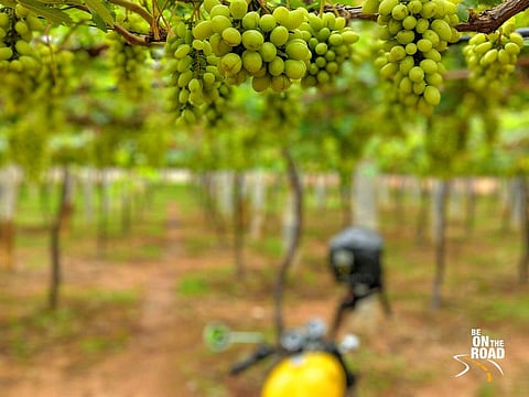Join in the celebrations of Goa's first-ever Grape Festival happening in Ponda!