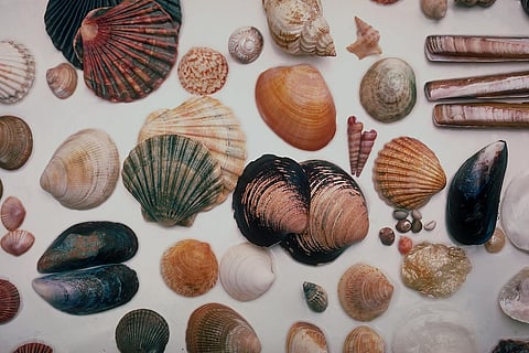 Tying shores of sundry continents to Jaipur, Alice Garg National Seashells Museum is one-of-a-kind