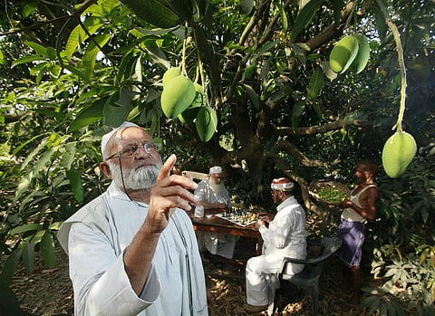 Lucknow's 'Mango Man' introduces new varieties of mangoes named after frontline workers