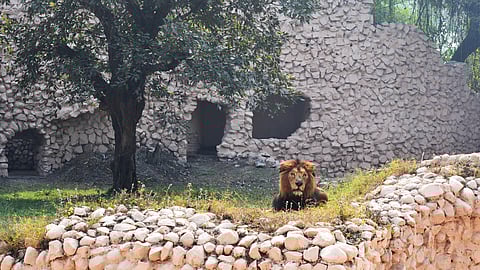 Lucknow Zoo's WAZA membership now marks its entry on a global platform!