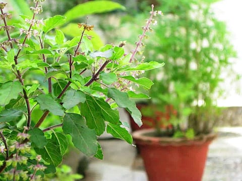 Rajasthan Govt aims to gift 24 herb saplings to each family in Jaipur & other districts in 5 years