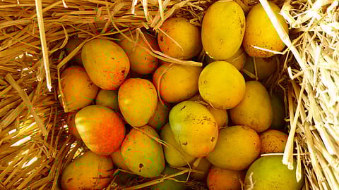 CISH in Lucknow develops 'Mango Baba' app for safe doorstep delivery of mangoes this summer