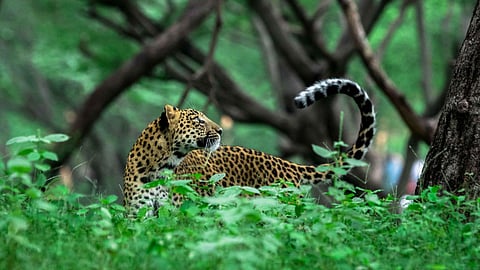 Lost & found: Leopardess Cleopatra finally spotted after 2 years at Galta forest in Jaipur