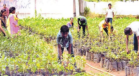 UP's plantation drives to focus on immunity-boosting medicinal plants!