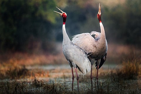 Researchers from Lucknow University's IWS compile census for Sarus Cranes & Vultures in UP