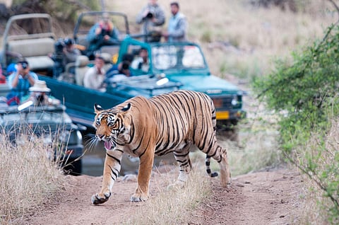 Safari jeeps in Rajasthan's Ranthambore National Park fitted with ramps for differently-abled