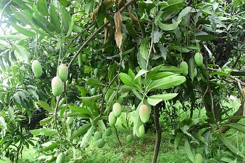 THIS 15-yo tree in UP's Saharanpur can grow as many as 121 varieties of mangoes!