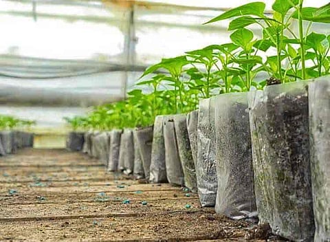 25.5 crore saplings planted in UP on Sunday as part of a mega plantation drive