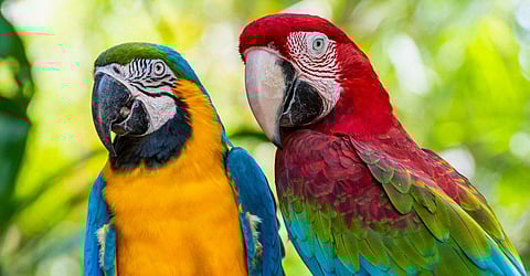 Indore Zoo welcomes 1 Green-winged & 2 Blue-Gold Macaws!
