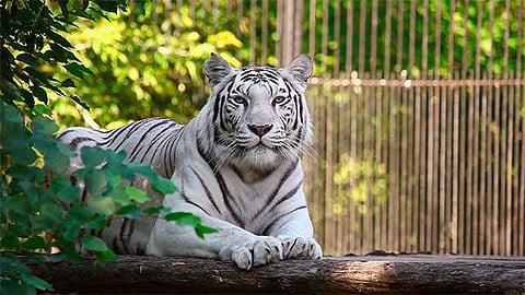 8-year-old white tigress 'Ragini' gets an enclosure worth ₹1.72 crores at the Indore Zoo!