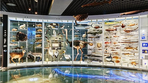 Construction work for UP's first natural science museum begins at Lucknow Zoo