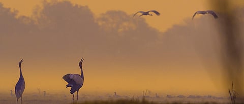 Unearth how THIS royal hunting ground near Jaipur, earned the status of a national park