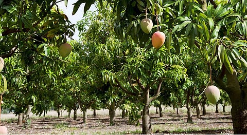 Nothing's better than a trip to Malihabad from Lucknow, to savour World Mango Day!