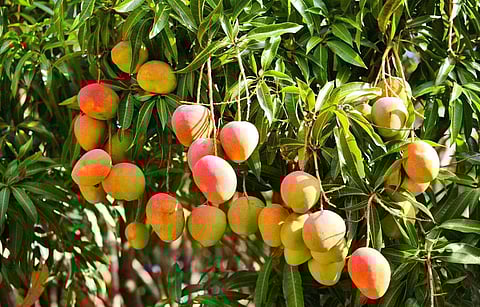 Synonymous with Indian summer, know about THESE 7 mango varieties from Uttar Pradesh!