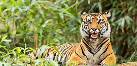 International Tiger Day 2021: Rescue centres to come up in 4 cities of Uttar Pradesh!
