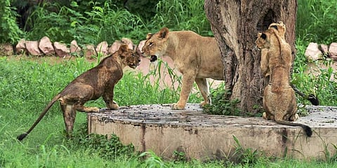 Vistors at Lucknow Zoo can now sponsor one-time meals for lions, tigers & leopards!