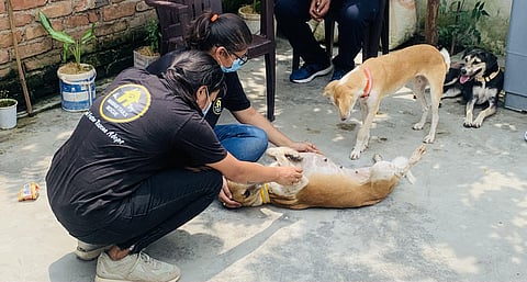 Join hands with Lucknow's Nawabi Tails Rescue to protect the city's stray, this Int'l Dog Day!