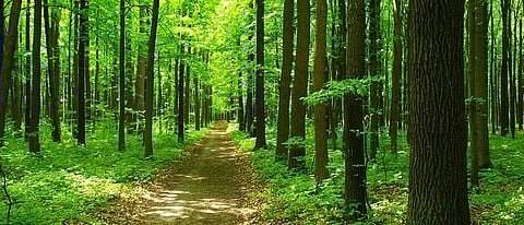 5 lakh trees to be planted around the upcoming Mopa Aiport in Goa!