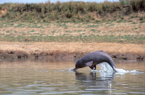 UP's Hastinapur Wildlife Sanctuary to soon accommodate a dedicated dolphin reserve