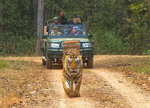 Kanha National Park allures you from Indore with a host of thrilling adventures!