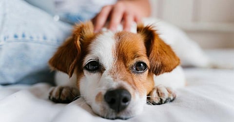 LDA to set up 4 new pet crematoriums in Lucknow