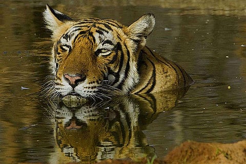 Renamed as New Corbett Park,  Amangarh Tiger Reserve allures all eco-tourists from Lucknow!