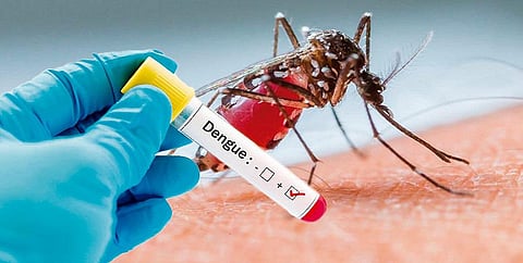 Indore records the sharpest daily dengue spike this year, with 21 new cases on Thursday
