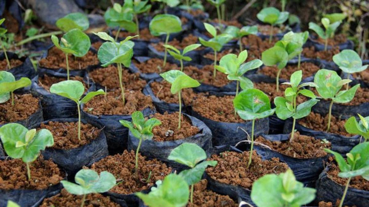 Over 100 crore saplings to be nurtured in UP for plantation drives next year!