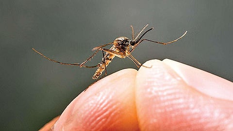 Dengue caseload takes a downward trajectory across rural areas of Indore