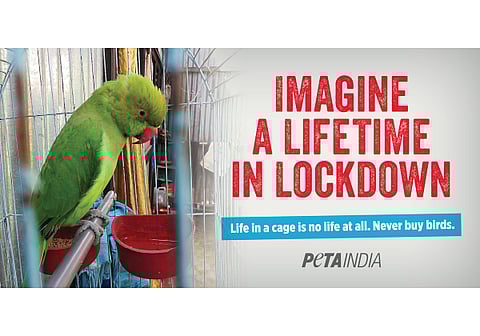 PETA India's latest campaign in Lucknow urges people to not buy caged birds