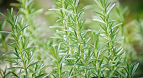 Lucknow's CIMAP sets up a DNA bank of medicinal plants to promote research