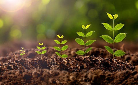 Industries in UP to use Japanese Miyawaki method of afforestation to offset carbon emissions