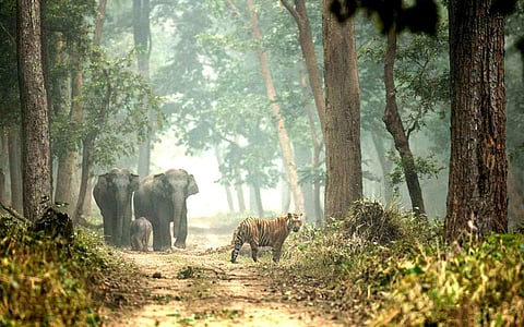 Hitch-hike from Lucknow to Dudhwa National Park for an exquisite yoga & tribal retreat