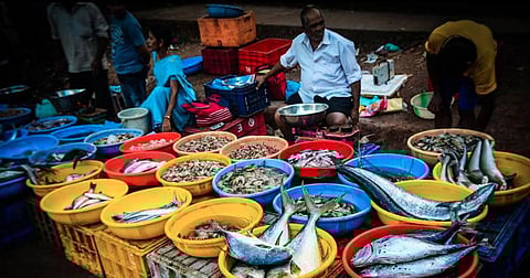 Caught in the net: Illegal fish sellers in Vasco to face a ban