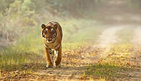 All Tiger reserves in UP to reopen from November 15