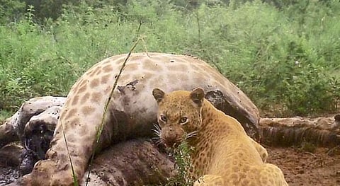 In a first, a rare 'pink leopard' sighted in Rajasthan