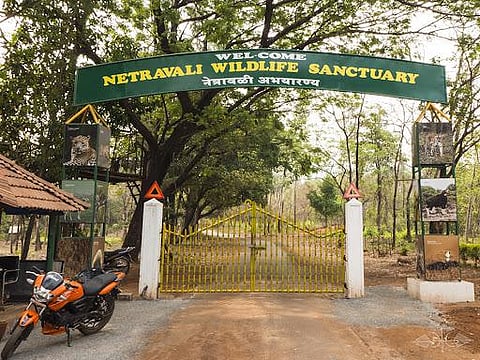 Goa's Netravali Wildlife Sanctuary houses over 100-million year old jurassic forests!