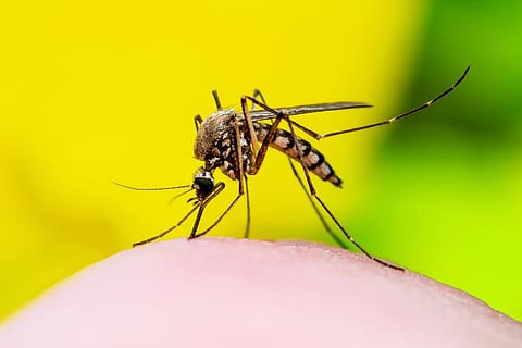 6th case of Zika virus detected in Lucknow on Friday
