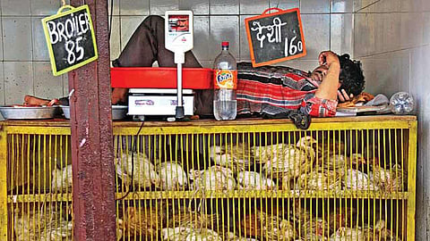 November 25 marked as Meatless Day to commemorate Vaswani Jayanti
