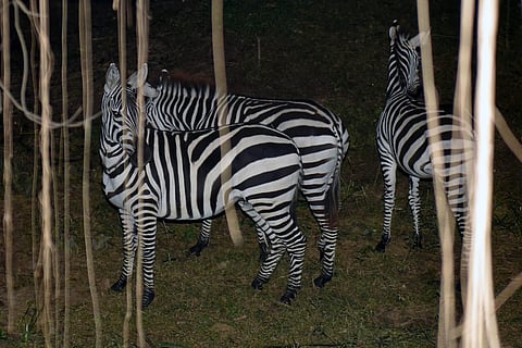 Lucknow's Nawab Wajid Ali Shah Zoological Park welcomes 3 zebras from Israel!