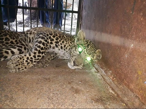 Missing Leopard cub rescued in Indore after disappearing on Dec 2