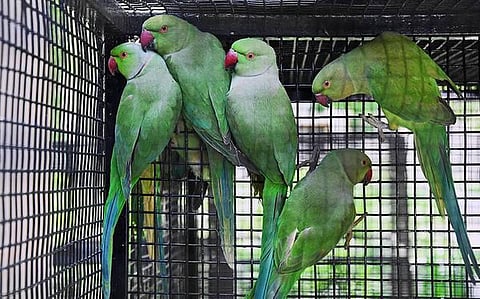 PETA India saves 11 rose-ringed parakeets in Lucknow