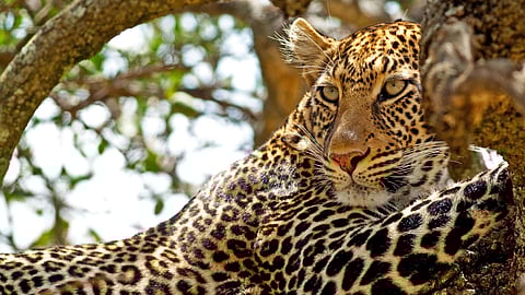 Jaipur to get a new park on the lines of Jhalana Leopard Safari