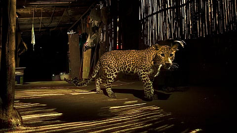 4 days on, leopard still on the loose in Lucknow; last spotted in Aliganj area yesterday!