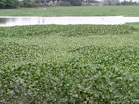JMC in action to clean water lettuce engulfing a portion of Dravyavati river