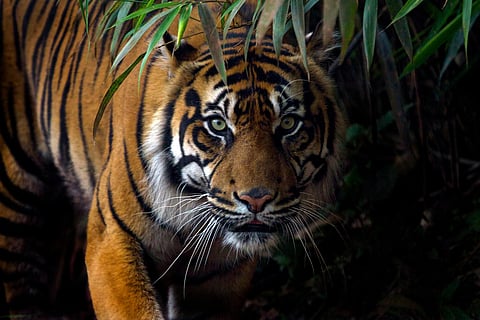 Tiger numbers soar: Madhya Pradesh tops the chart with 785 tigers